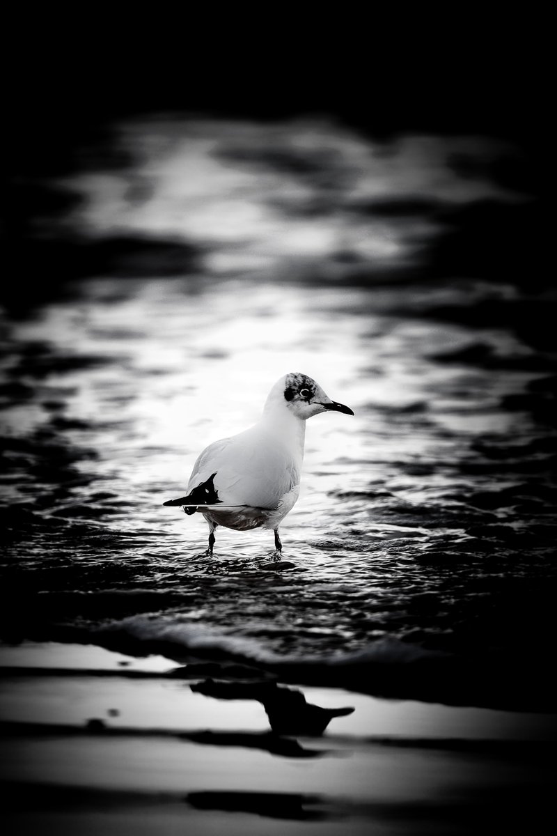 VilleDesSables's tweet photo. “Le #bonheur est un #oiseau qui se pose sur la paume de la main, pour le garder il ne faut pas essayer de le saisir.”
#grandeplage #LesSablesdOlonne @LPOVendee @LPOFrance 
Crédit #photo Service Communication @VilleDesSables https://t.co/JEILlD54FU