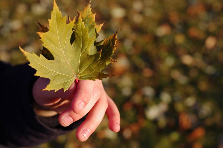 PLT's tweet photo. Connecting kids to nature: Latest free activity downloads from Project Learning Tree #PLTree #EnviroEd https://t.co/IHoHX5DEbJ https://t.co/RgihBeV5Z4