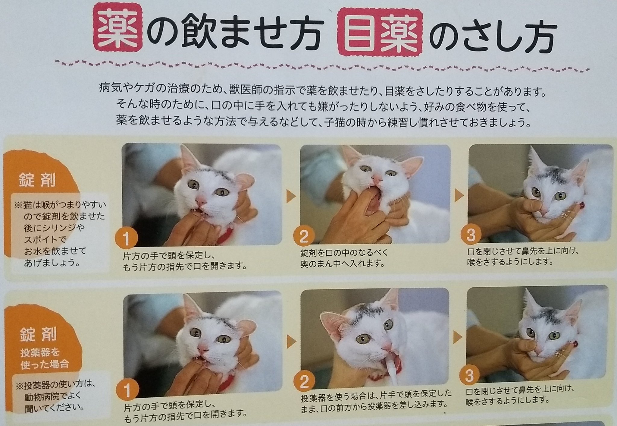 ひきこうもり 獣医さんに置いてある無料冊子 裏表紙が猫の薬の飲ませ方になってるんだけど 錠剤だけでなく粉薬や目薬も含まれてるの非常にためになるし なんで私がこんな目に ってなってるネコチャンの表情もかわいくて良さがある ひきこうもり 獣医さんに置いてある無料冊子 裏表紙が猫の薬の飲ませ方になってるんだけど 錠剤だけでなく粉薬や目薬も含まれてるの非常にためになるし なんで私がこんな目に ってなってるネコチャンの表情もかわいくて良さがある