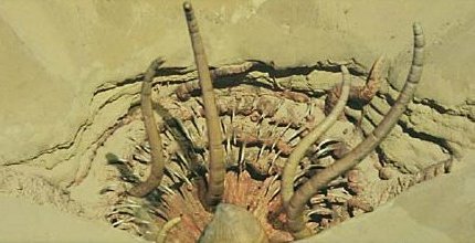 ConservatIan's tweet photo. It is literally the Sarlacc from Return of the Jedi. https://t.co/Pk8fO02M37