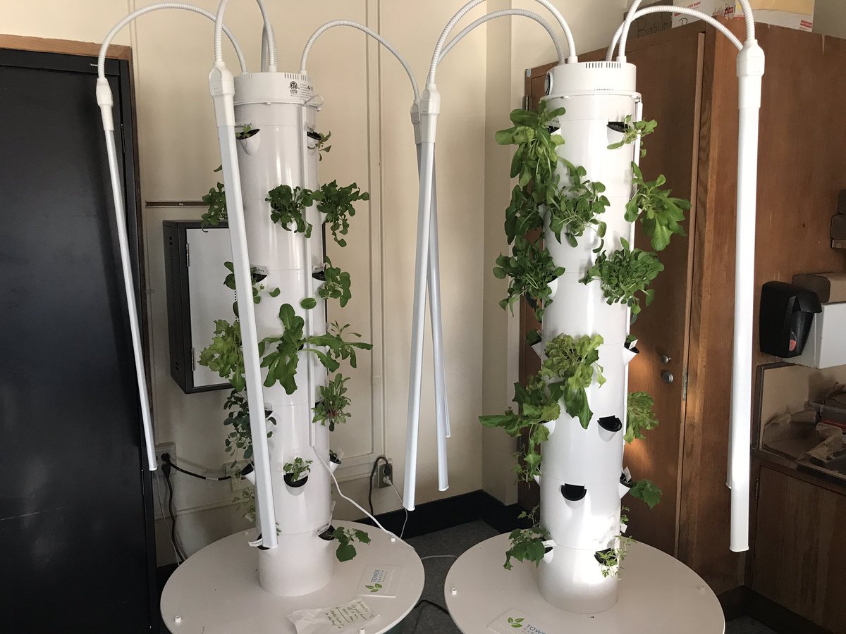 TowerGarden's tweet photo. RT @shawaveschool: Our @TowerGarden is coming along nicely. The lettuce is growing quickly. Just waiting on the basil 😀! #HealthyFood #vegetables #HealthyEating #VS30FriendlySchools https://t.co/Wlx2S0Chiu