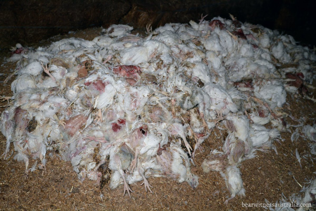 #MassDieOffs

30th January 2019 - 100,000 #chickens killed due to heat in #Montevideo, #Uruguay

#Anthropocene #ExtinctionRebellion #ClimateBreakdown #Pollution #ClimateEmergency 
montevideo.com.uy/Noticias/100-0…