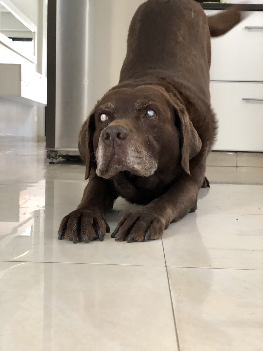 agu_abib's tweet photo. Le estaba sacando fotos a mi perro y pasó esto😍 no es la cosita más linda?!!!!🥰 https://t.co/cpUA2Jb8Xm