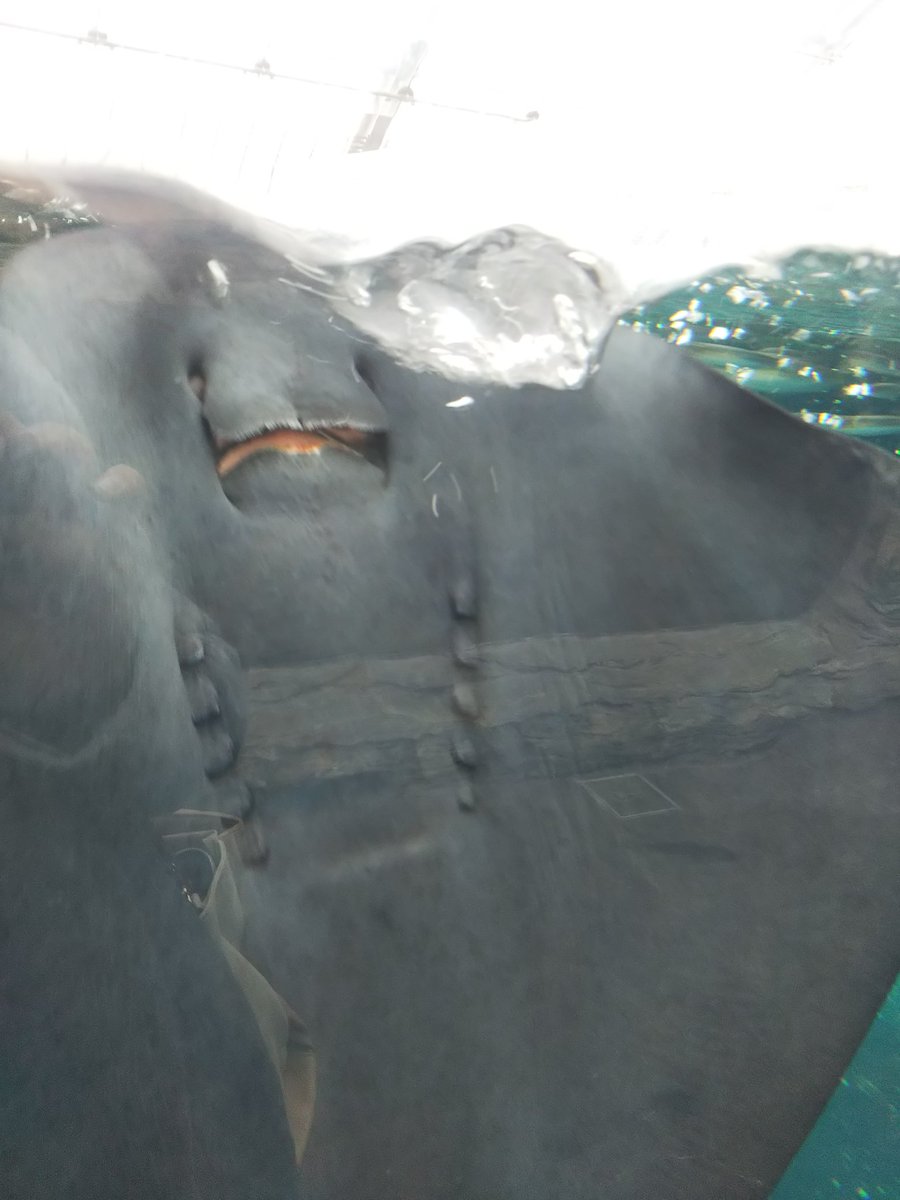 エイの口の構造がすごすぎて写真撮りまくった こちかのイラスト