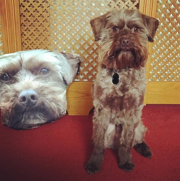 dogsyofficial's tweet image. We think bear_the_oodle isn't too impressed with the new intruder. 🤣  We're sure he'll snuggle up to it soon! 
#dogsy #dogsycushion #petcushion #customcushion #customopetcushion #customdogcushion #personalised #personalisedcushion #personaliseddogcushion #personalisedpetcushion