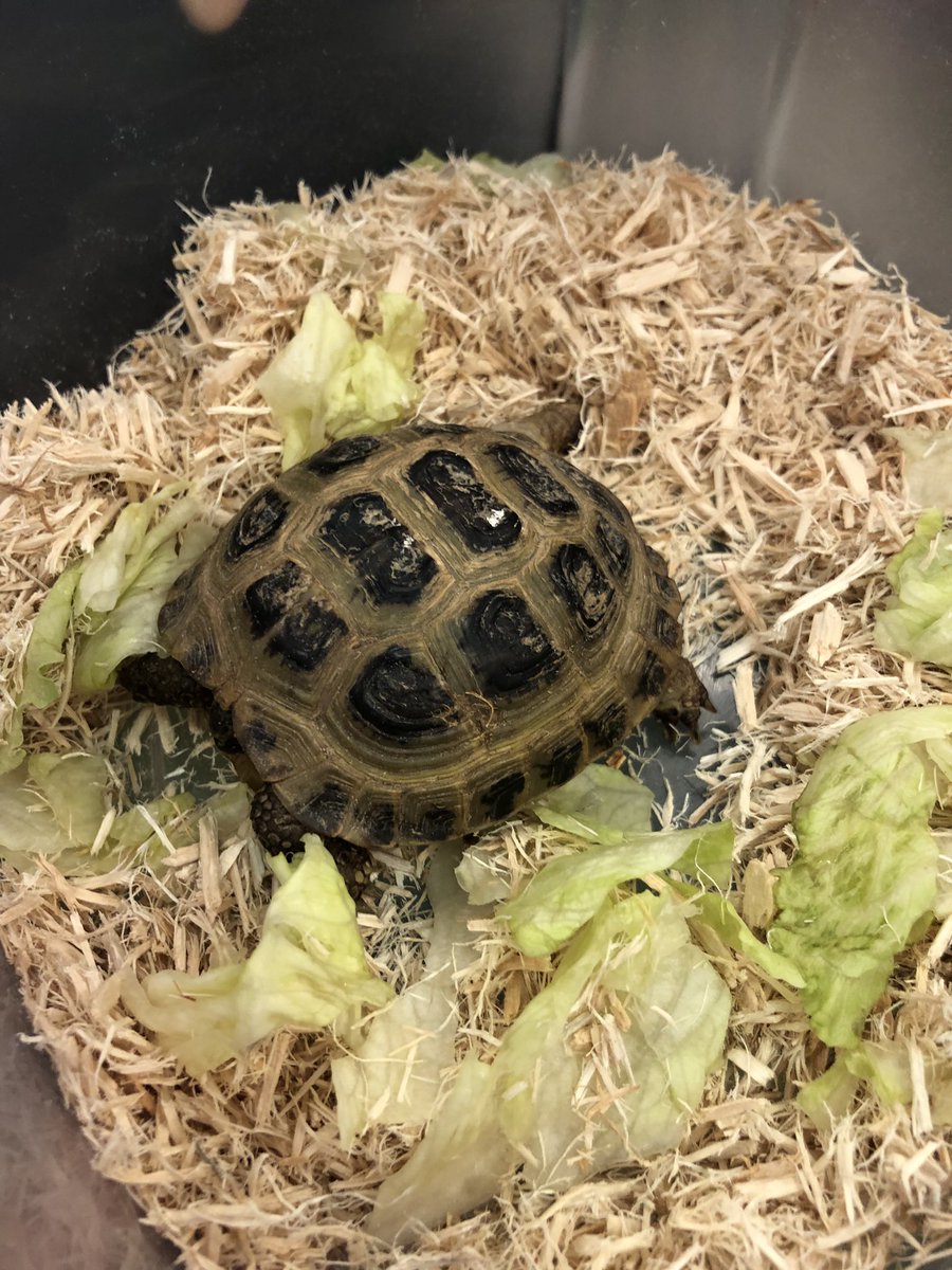 StColumbasLPrep's tweet photo. We have a visitor in #PrepOne2018 everyone meet Arnold! https://t.co/34b5HgfM37