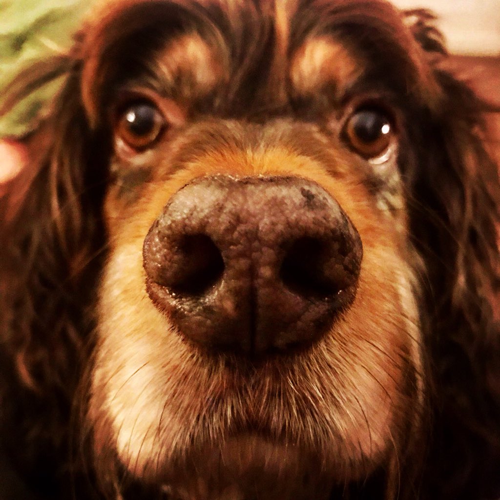TheLakesMike's tweet photo. @thedogman_918 #spanielpilot #flynndog #cockerspaniel https://t.co/yQy3GWHG1a