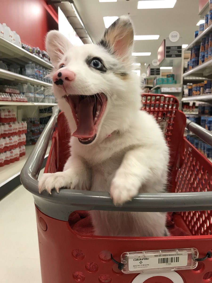 TOOK MY DOG TO TARGET FOR THE FIRST TIME AND LOOK HOW HAPPY HE IS