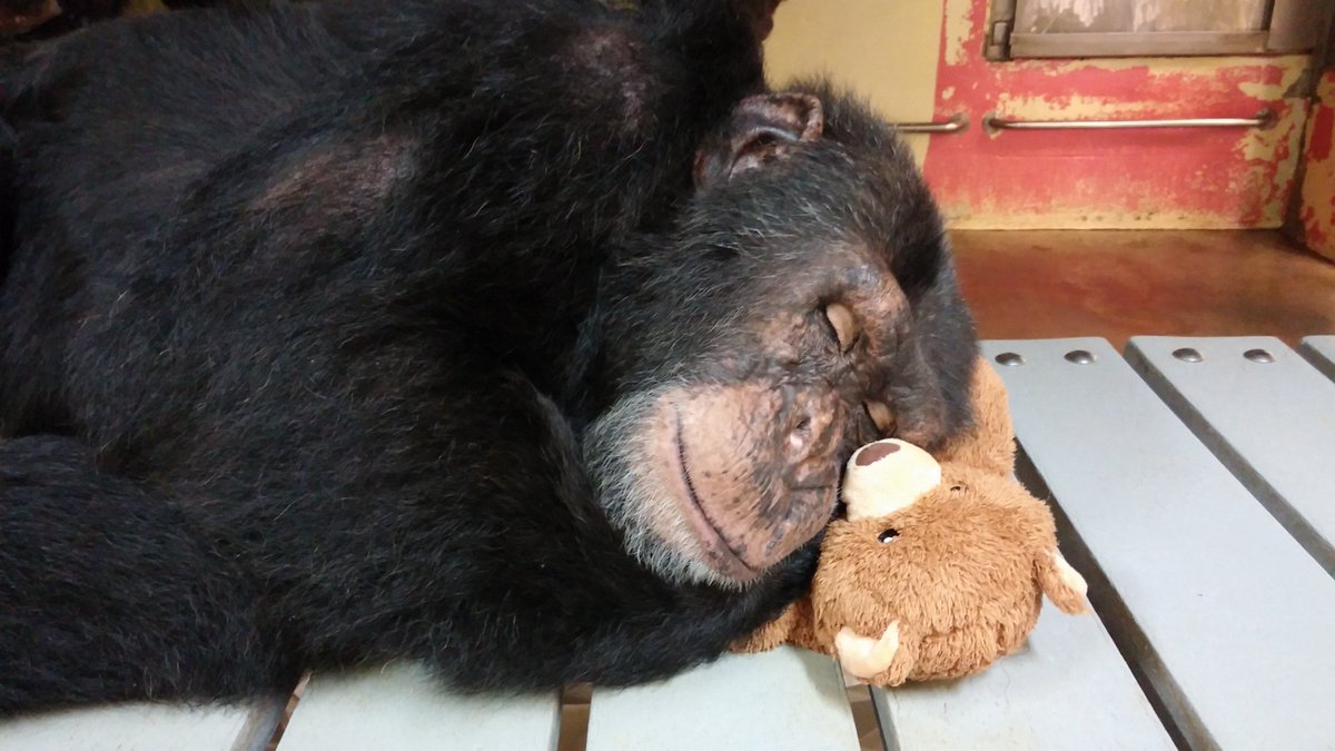SaveTheChimps's tweet photo. Capone is best known for his love of naps. Who can relate?
#chimpoftheweek #caponethechimp #featuredchimp #nap #naptime #sleep #zzz #wecanrelate #chimp #chimpanzee #chimps #chimpanzees #ape #greatape https://t.co/3DlUC0kJYa