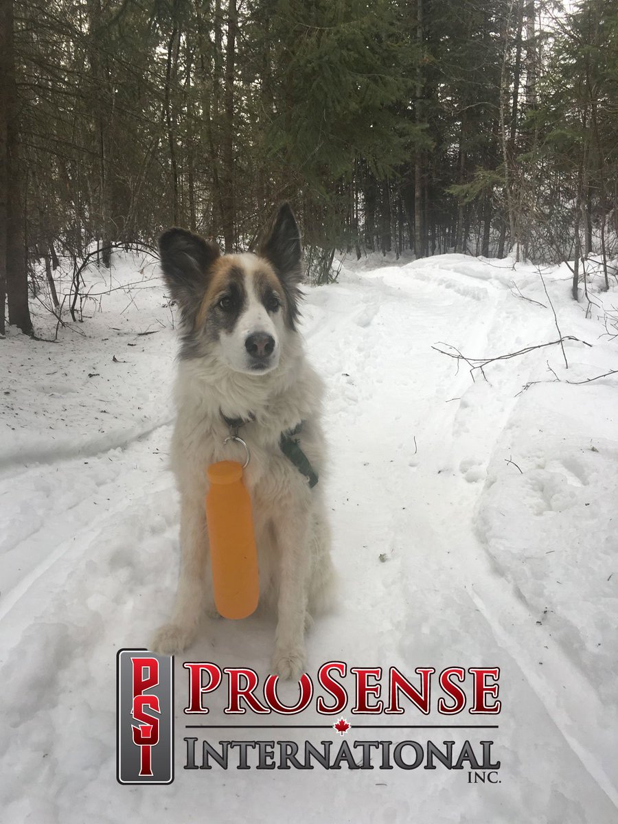 ProSense_Ltd's tweet photo. Pooch-approved! Contact us to get our scrunchable, reusable Bübi Bottles in your store today.

#waterbottle #DogsofTwittter #Canadian https://t.co/A9KnII9SsS