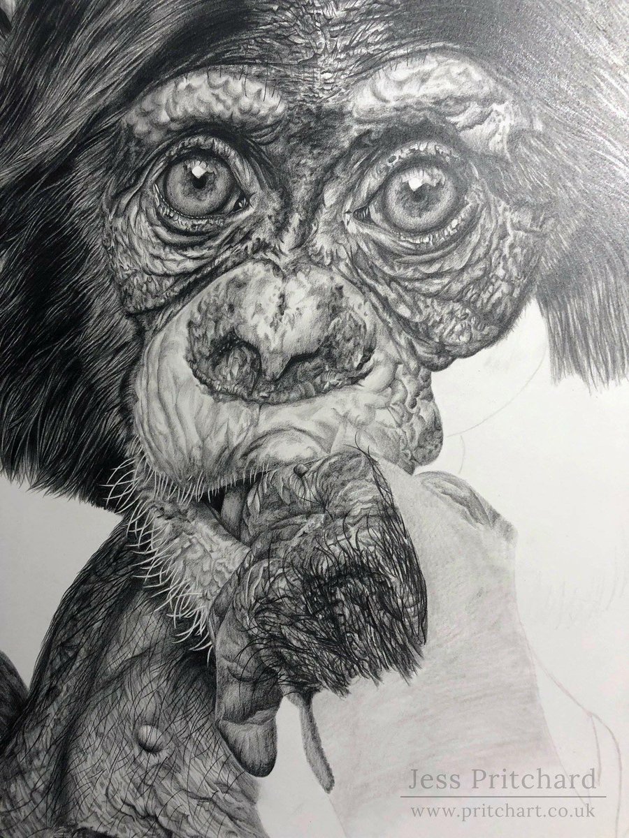 Pritch Art Yes She Is As Complicated To Draw As She Looks But I M Loving Every Second And Can T Wait To Share The Finished Portrait Of Stevie With You