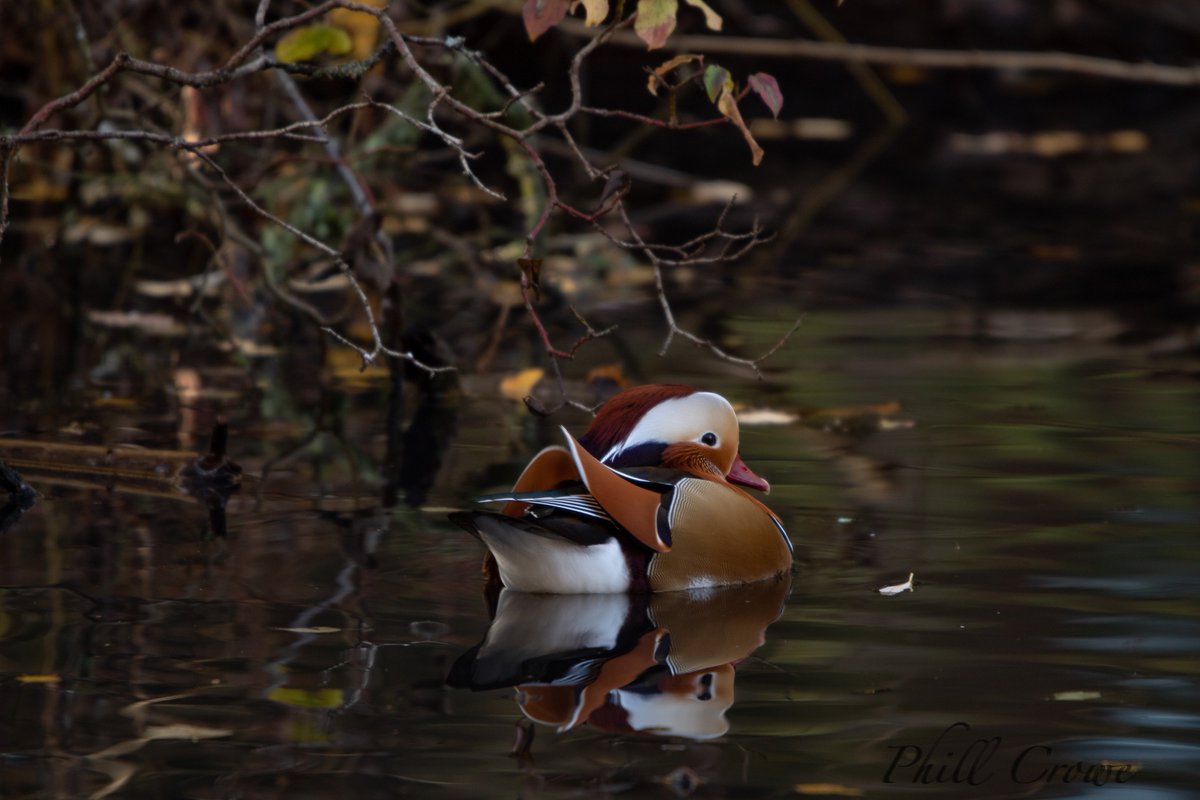 PhillCrowe's tweet photo. Toke me a fair few months to find this magnificent duck
@GreensandTrust #rushmerecountrypark #mandarinduck @Natures_Voice #ukwildlife #ukducks https://t.co/YZeOinr2wS