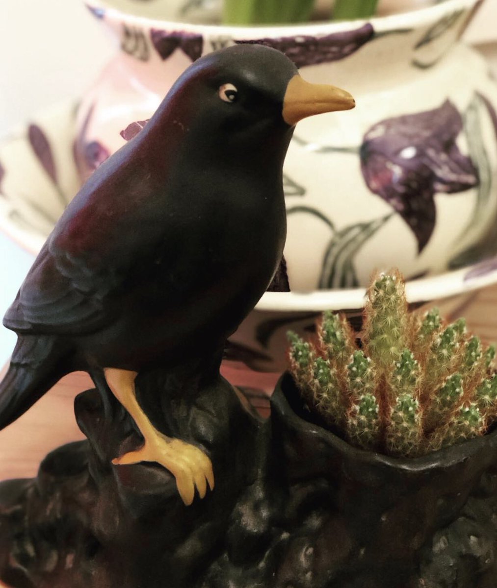 I Literally Kill Anything Living In My House, Sometimes I Wonder How I Survive 🤣 So I Have Resorted To This....🌵CACTI !🌵
#cacti #killanythingthatmoves #kill #crow #blackbird #rook #cacti #cactus #plants #nature #cacticacti #cactilover #emmabridgewater #homedecor #creepy #bird