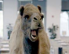 Guess what day it is???? It's #HumpDay - Join @sportsxradio w/ @kenthomson87 w/ @lasvegasgolfer #BradyKannon along w/ guests @MarcLawrence #Playbook2019 & Race & Sports Director @WilliamHillUS #NickBogdanovich @vsm_bogdanovich 8-10 PM PT @720KDWN / 101.5 FM @NBA @NHL #CBB @NFL