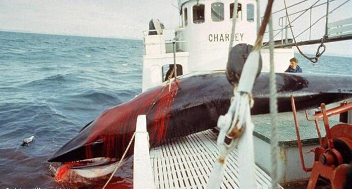#Iceland is complaining about lower tourism. Stop killing whales. You have a beautiful country. Stop killing whales. You can't claim to be an Eco-tourist destination and still hunt whales. RT to tell PM <a href="/katrinjak/">Katrín Jakobsdóttir</a> to halt 2019 whale hunt.