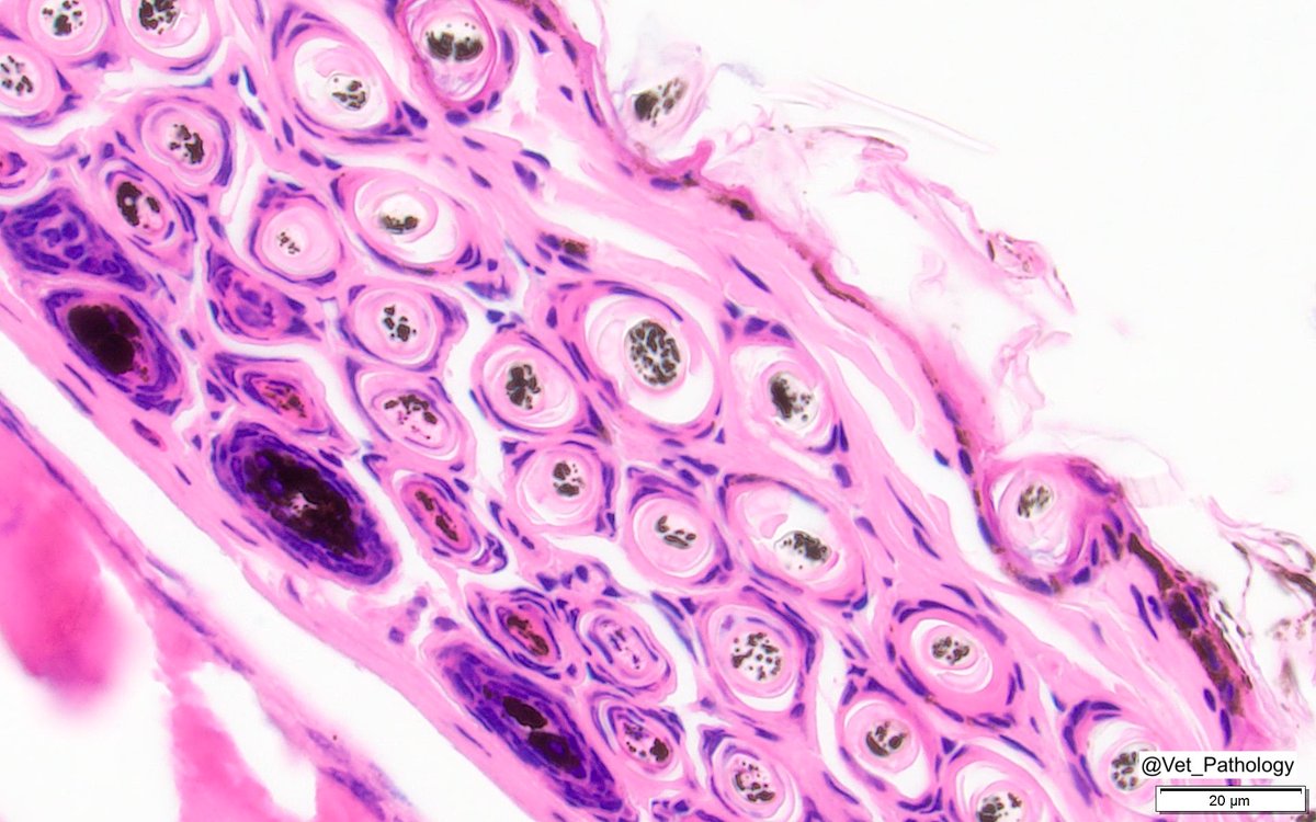 Nothing wrong here but striking nonetheless: hair follicles in the skin of a bat
#dermpath #vetpath #histology #pathology #wildlife #conservation #bats
