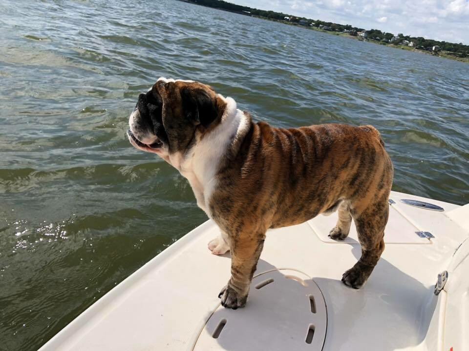 Robbiewood_23's tweet photo. This is Max, he went missing yesterday around 4:30 in Blanchard, OK please rt this to help bring him home!! https://t.co/Dqnlqm1Zd3
