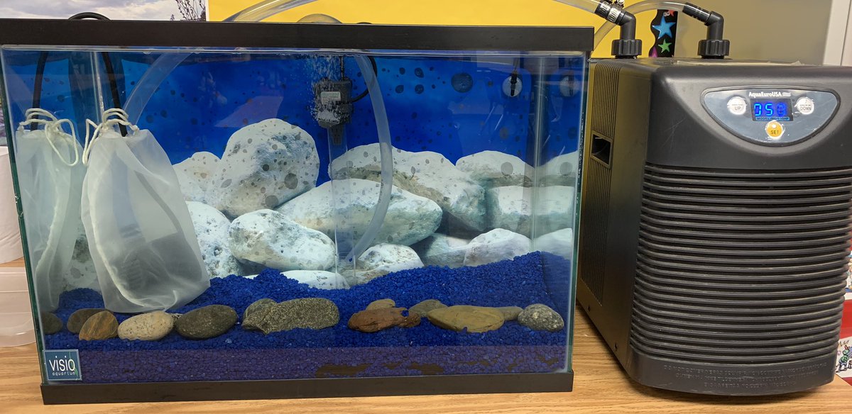 DianeMMedeiros's tweet image. Students are anxiously awaiting delivery of our trout eggs! I am looking forward to the collaboration amongst 109 students from two schools through Google Classroom and Google Hangouts!
#LinwoodLeads @MVMustangPride #VisaliaEdTech
#VisaliaSTEM