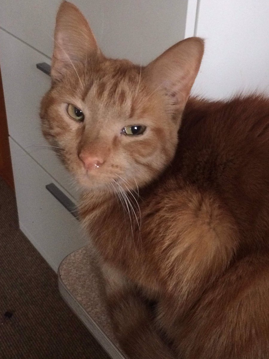 TheWisdomCat's tweet photo. My wisdom is beyond your reasoning. https://t.co/kIKP77yctx