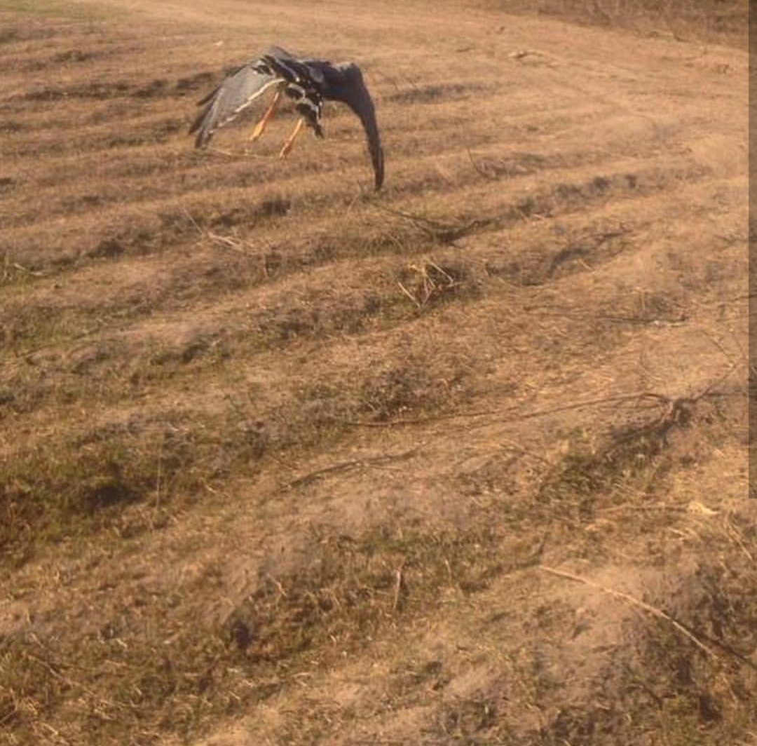 ProtAZapopan's tweet photo. #rescatar, #rehabilitar y #reinsertar es el trabajo que realizamos en la #umavillafantasia . Si encuentras una animal de #faunasilvestre repórtalo con nosotros al 36334704. #buteoplagiatus #aguilillagris #nosonmascotas @PabloLemusN @juanjosefrangie https://t.co/oWvUkHvCt1