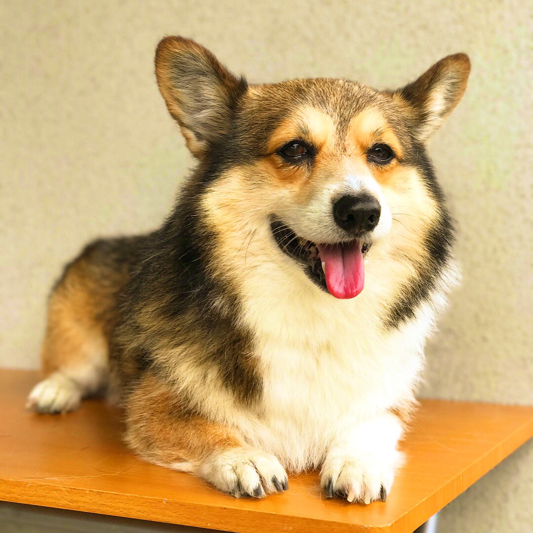 兄弟犬探し 兄弟犬探し