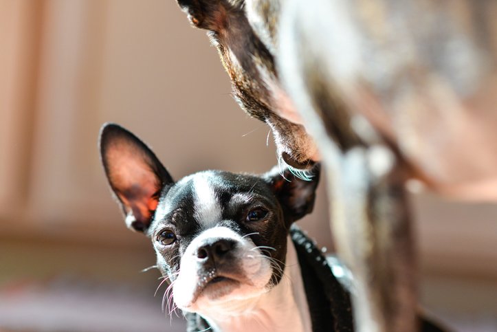 The Daily Puppy tweet media