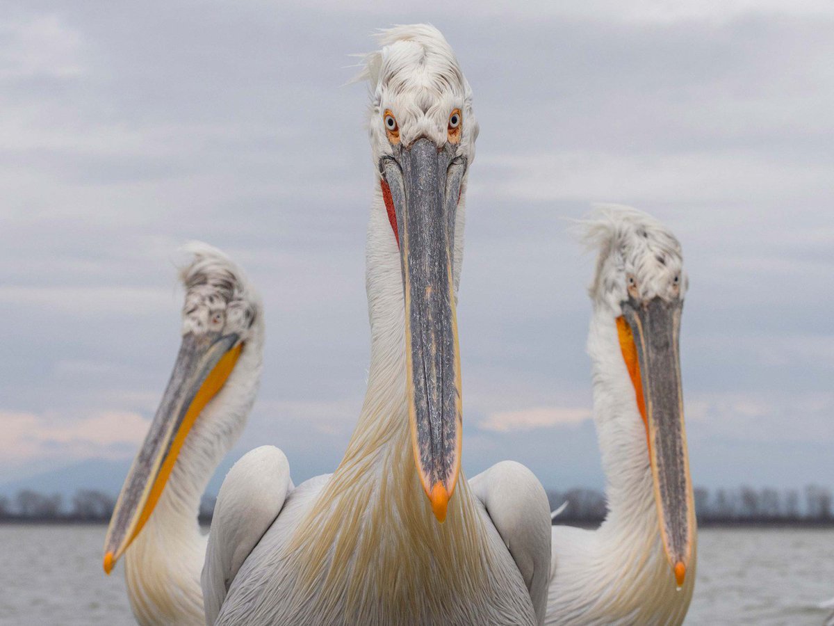 This Friday our Ambassador @Taznii is giving a free talk on wildlife photography at <a href="/Ffordesphoto/">Ffordes Photography</a> in #Inverness – book now to make sure you've got a seat! > olympus-imagespace.co.uk/what-is-on/tal…