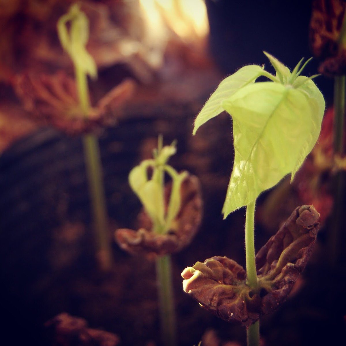 SeedChocolate's tweet photo. The beginnings of chocolate.
❤️🍫🌱
#cacao #seedling #chocolate #farming #roottofruit #graft #singlesource #beantobar #craftchocolate #chocolatemaker #staffordshire #sot #uk https://t.co/3cBELVMaDK