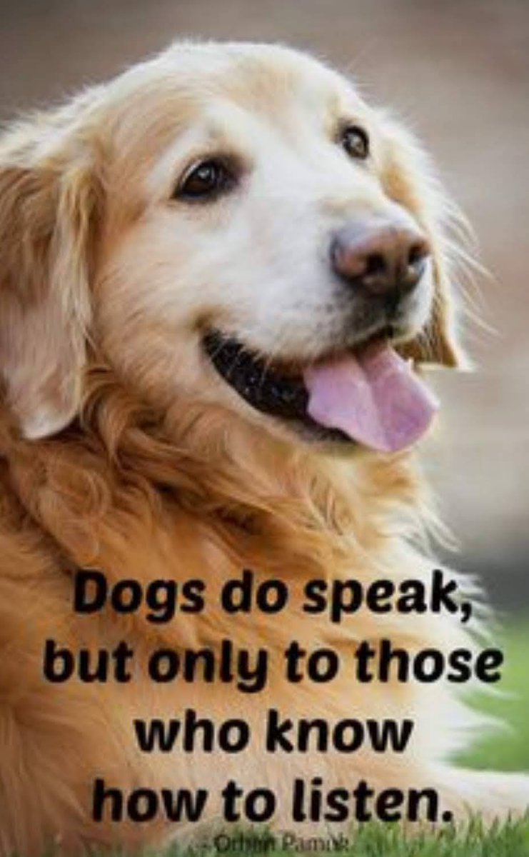 GoldretrieverUS's tweet photo. Knowing how to listen makes all the difference.
#goldenretrievers
#truthaboutDogs https://t.co/Nelv6PMwfZ