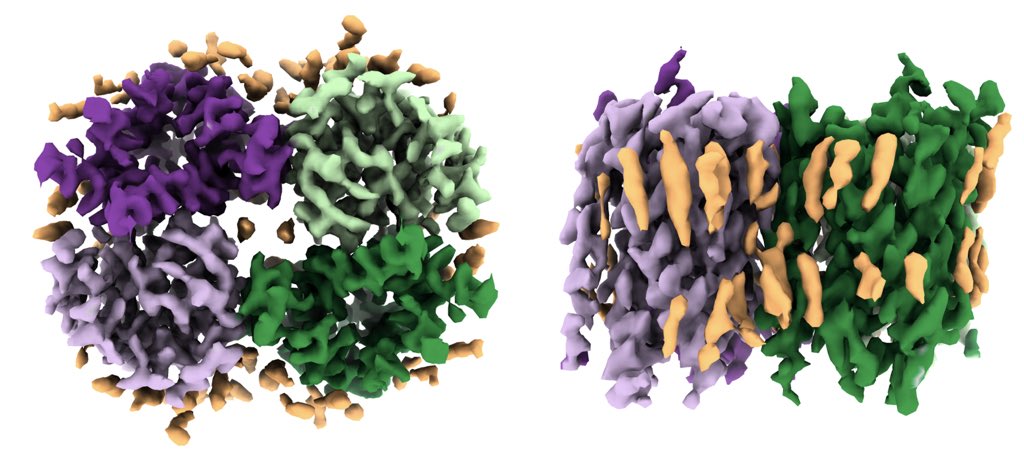 Dropped our latest #cryoem structures of #protonchannel #Otopetrin putative #taste_receptor <a href="/biorxivpreprint/">bioRxiv</a> doi.org/10.1101/542308.   Only 25 refs PubMed getting in on ground floor!  Great collab with <a href="/emily_liman/">Emily Liman</a> and <a href="/mark_sansom/">Mark Sansom</a> labs. <a href="/scrippsresearch/">Scripps Research</a> #sciencechanginglife