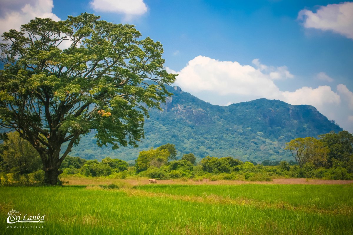 vsltravels's tweet photo. Ritigala Strict Nature Reserve 🇱🇰
#ritigala #ritigalamountain #ritigalaforest #strictnaturereserve #naturereserve #nature_shooters #naturephotography #landscape #landscapephotography #srilanka
#wanderlust #forest #forestmonastery
📷 by Roshan
© Copyright by VSL Travels 2015 https://t.co/Kg5H48n2Ms