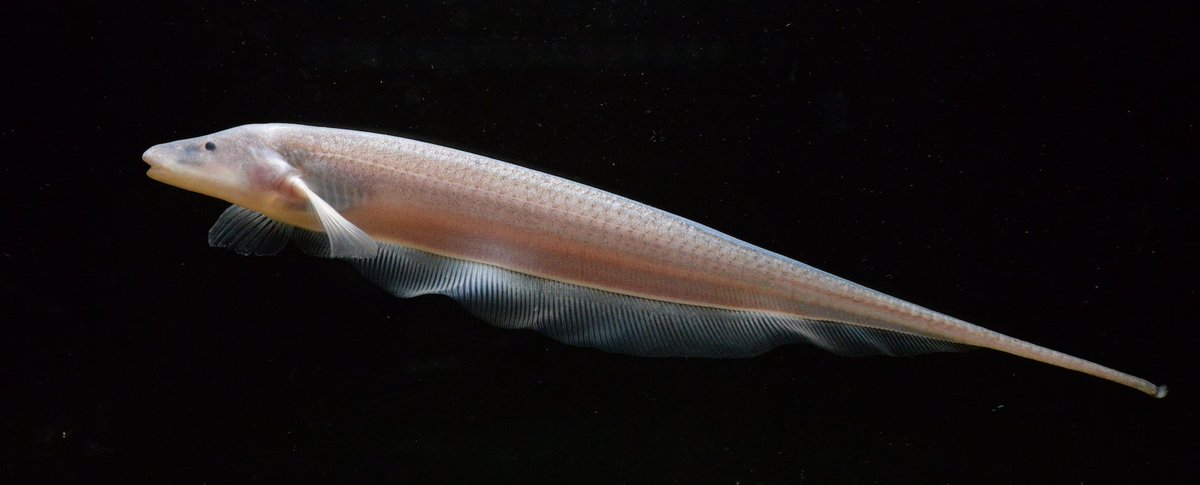 Compsaraia samueli, the pelican knifefish. The males grow extremely long jaws in the breeding season used to fight one another. Pictured are a male and a putative female, which does not possess the extended jaws.

Images © Milton Tan