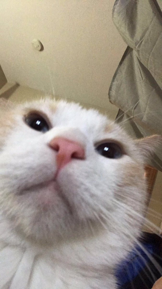 marshboii's tweet photo. Me when mom leaves and my food bowl is empty 😾 #CatsOfTwitter #catlife https://t.co/dkUj84trtS
