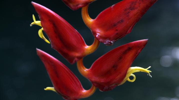 unisepala's tweet photo. "Our people have many colours" #Colombian biodiversity explained in new Kew blog by Sergio Marrugo who also talks about the #ColPlantA project I'm also working on https://t.co/yw96n8B2o4 https://t.co/MfWOOnVV6p
