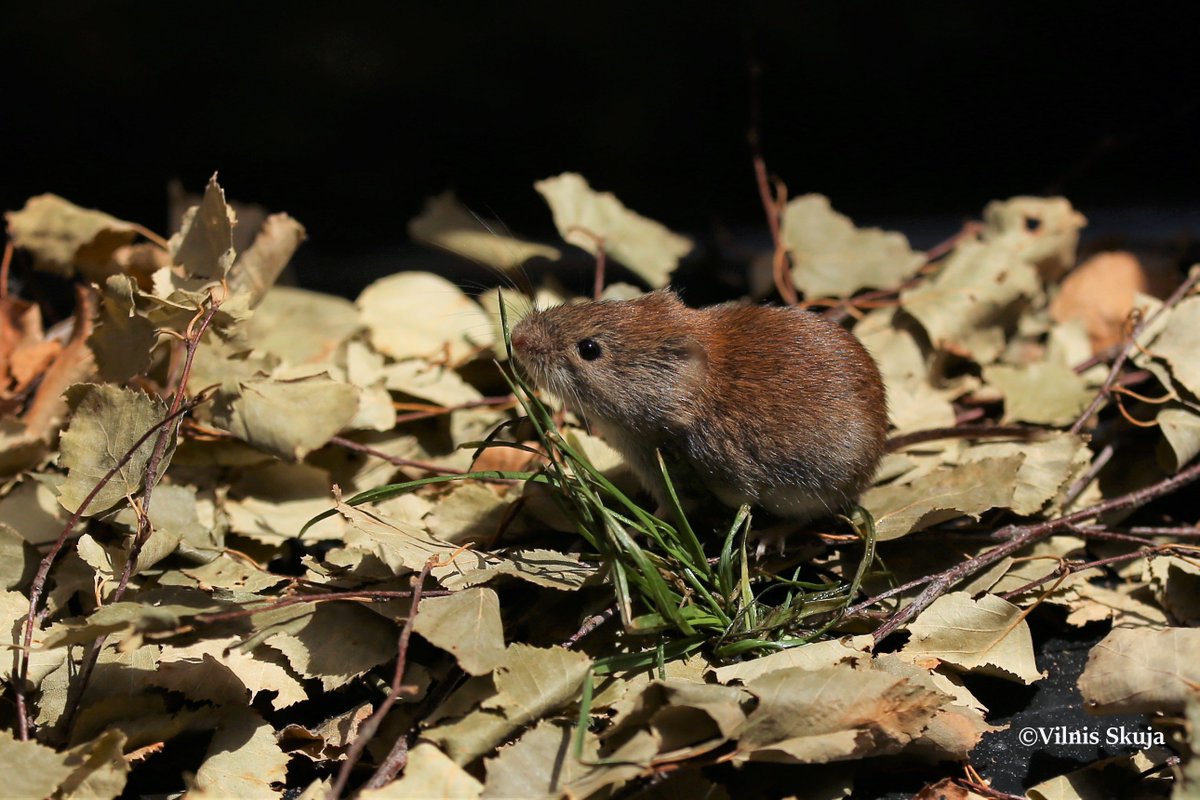 meža strupastes klijānu, pūču, lapsu, caunu u.c. plēsēju acīs ir tikai gardi kumosiņi, kuri ātri skraida pa zemi. Pavisam droši - pašas strupastes gan tā nedomā.