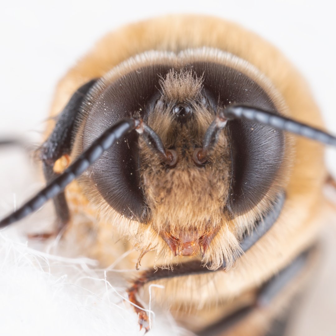 pocketmacro's tweet photo. Here is a closer look at the cute little drone honeybee. I like how tiny their mandibles and proboscis are compared to worker bees π.
#Honeybee #Drone #DroneHoneyBee #bee #cute #adroable #mat_macro_bees #macro #MacroPhotography #TeamCanon #FuzzyWuzzyWasABee https://t.co/mW0zWX3AZy