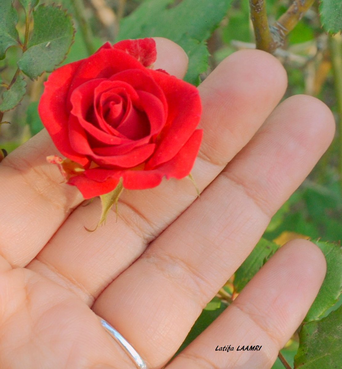 LATIFALAAMRI's tweet photo. Parfois, dans des circonstances difficiles, on peut confondre la compassion et l'amour. Carlos Ruiz Zafon
#photo #photography #rose #flower #red #roserouge #citation #lecture #littérature #book #carlosruizzafon #amour #love https://t.co/G7LGlFsBNU