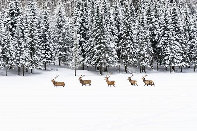 Get up close and personal with Canadian wildlife this winter on a Canadian style safari <a href="/parc_omega/">Parc Oméga</a>! bit.ly/2ervM5Z #MyOttawa #Outaouaisfun 📷 el_bow/IG