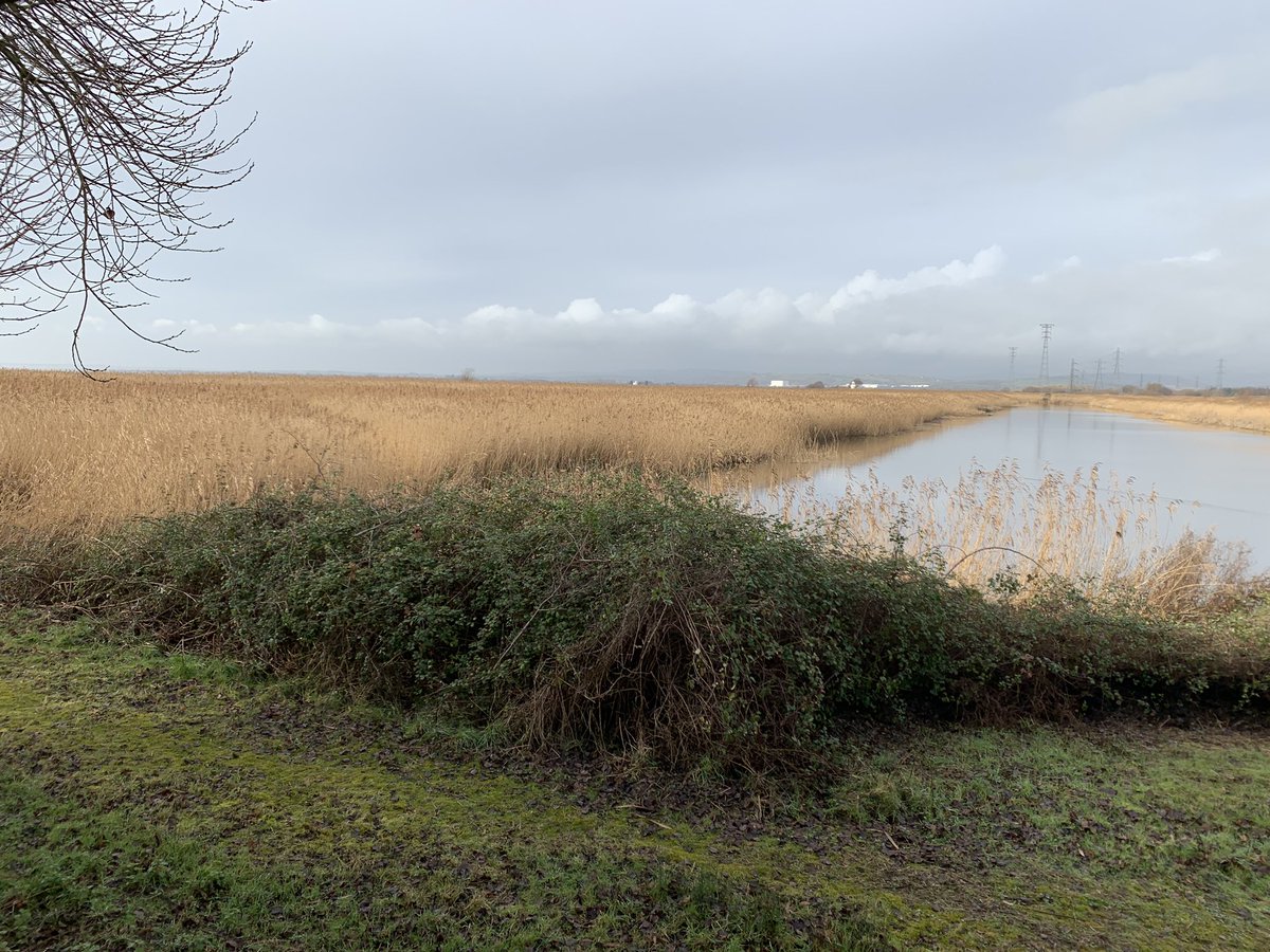 Peering into the present, peering into the past, imagining the future... @BlaenycwmPS @RSPBNewport #naturemeditation #naturepedagogy @MrYTeacherGuy @ChantyHaughton @CMetEdStudies