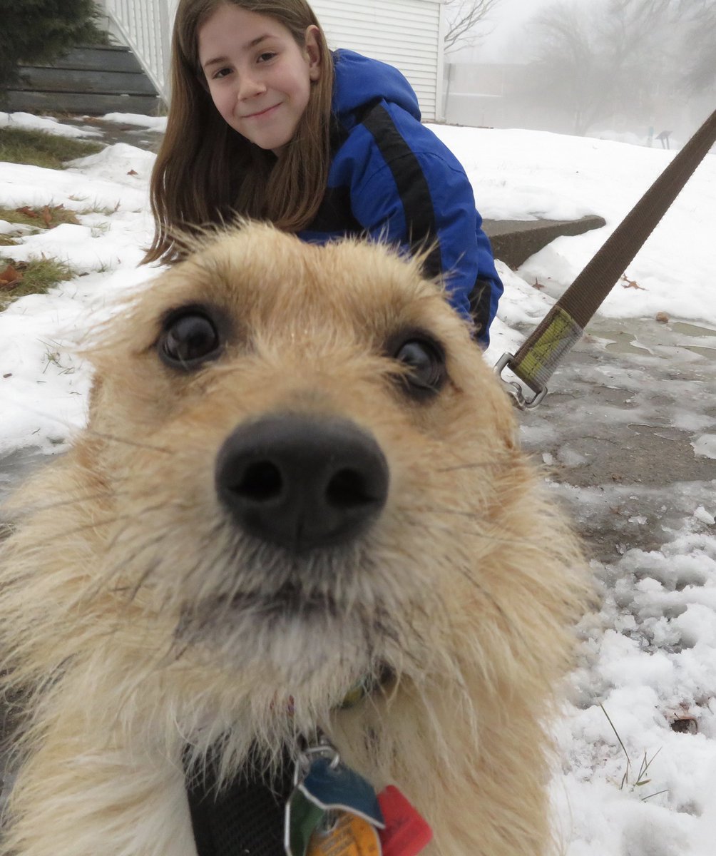 IvePetThatDog's tweet image. I pet Russ. He is a 5 year old Cairn Terrier mix. Russ was adopted from @cvhumane. His caregiver adopted him because of his big brown eyes. Russ likes being a lapdog. He likes to chase the squirrels in his yard up the tree, but is scared if they jump down and chase him.