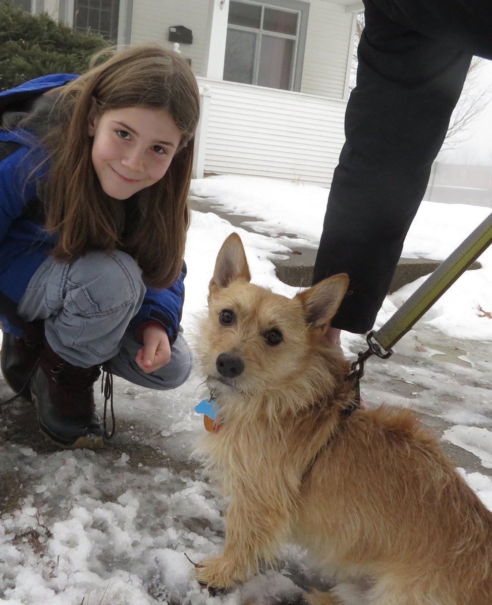 IvePetThatDog's tweet image. I pet Russ. He is a 5 year old Cairn Terrier mix. Russ was adopted from @cvhumane. His caregiver adopted him because of his big brown eyes. Russ likes being a lapdog. He likes to chase the squirrels in his yard up the tree, but is scared if they jump down and chase him.