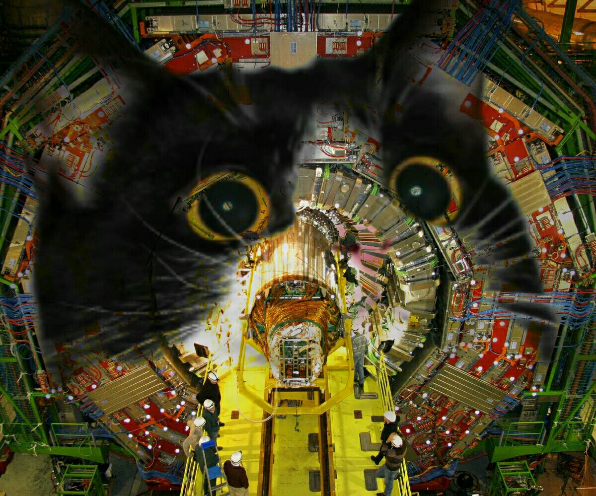 CERNcat's tweet image. #cerncat #cern #cats #catsofcern #purr4cern #quantumphysics #catsOfTwitter #catstagram #catsofinstagram #cats_of_instagram #catsofworld #gatos #gatosdecern #gatosdeinstagram #gatosdelmundo #instacat #instakitten #instacats #instakittens #purr