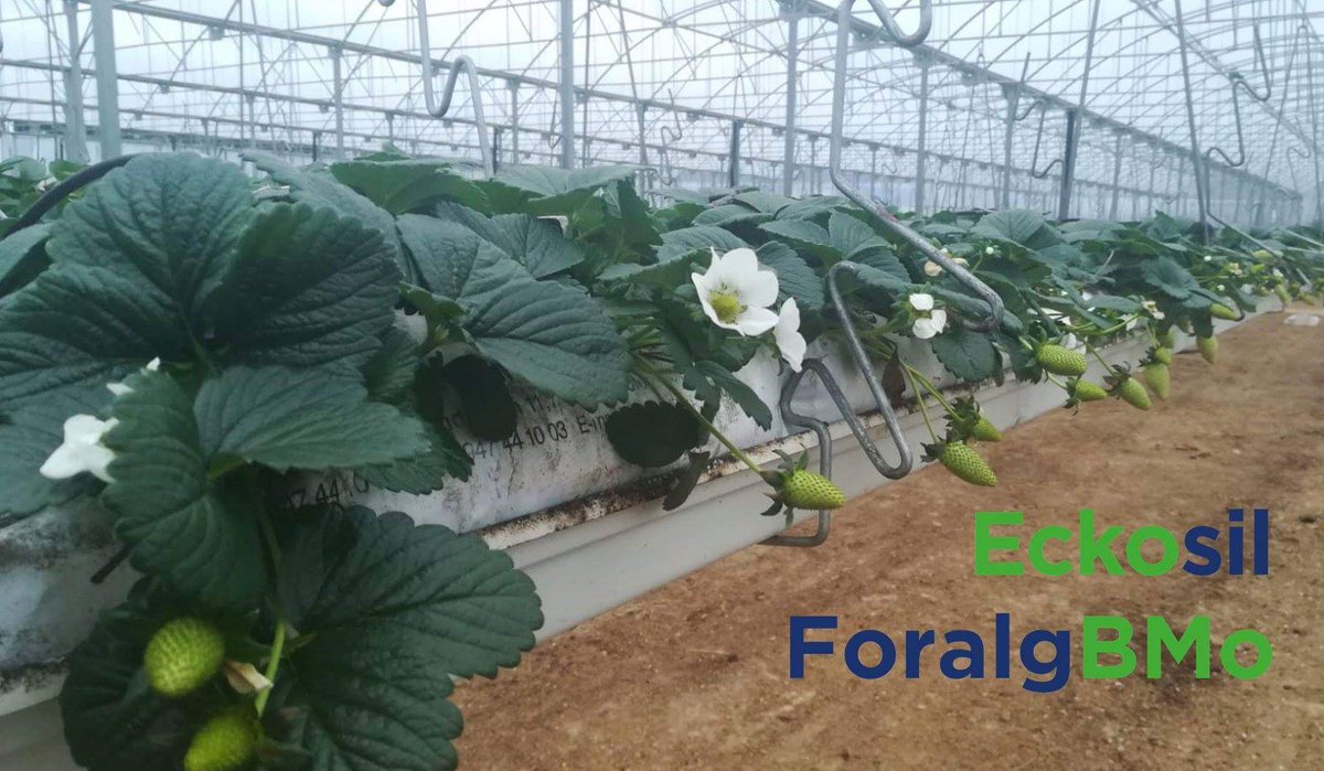 AsfertGlobalES tweet media