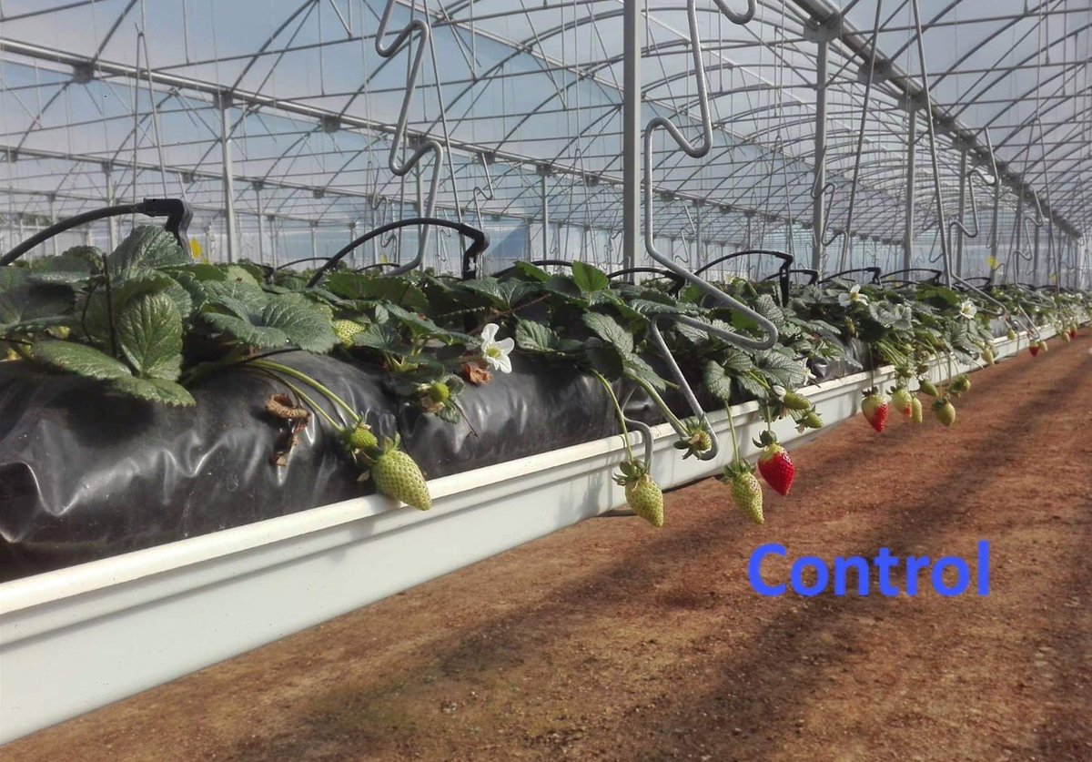 AsfertGlobalES tweet media