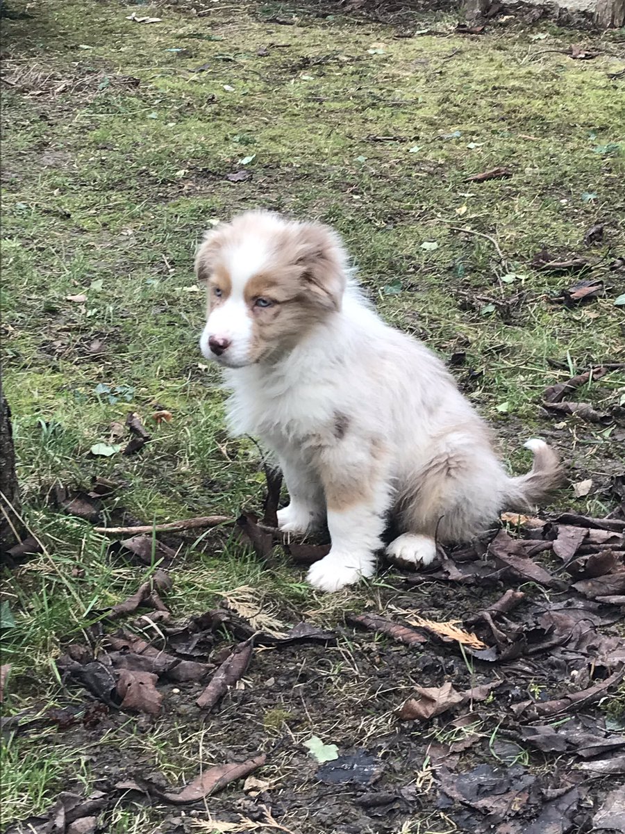 Bergeraustralien Hashtag On Twitter