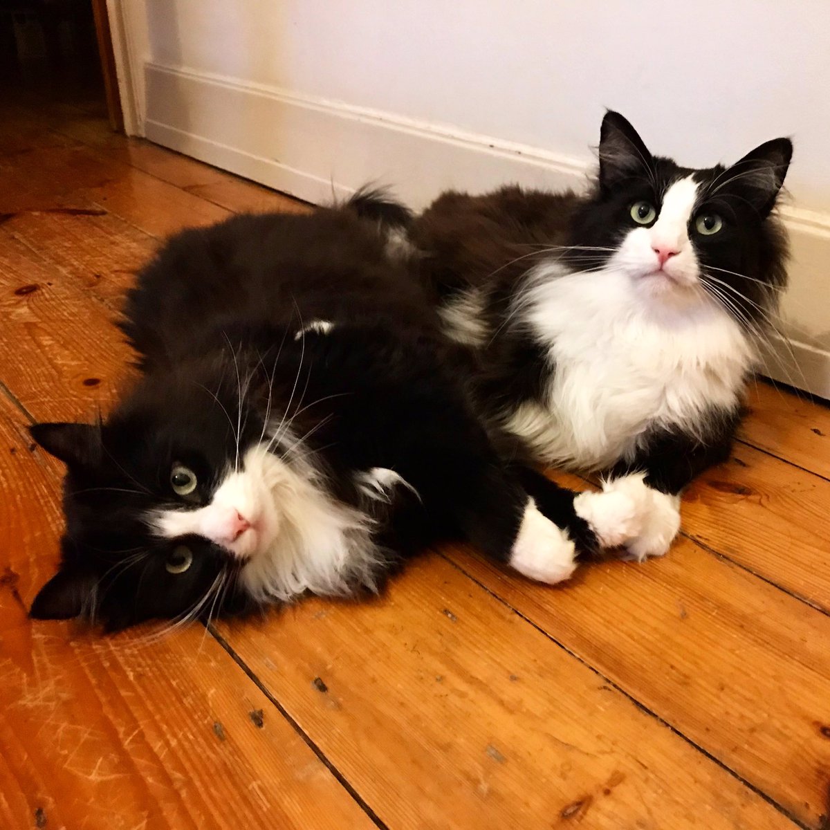 Jetthirteen's tweet image. Happy Birthday Junior and Wilma! 3 years old today. We are having a party right now. 🎂🎉😺😺

#cat #cats #NorwegianForestCat #HappyBirthday