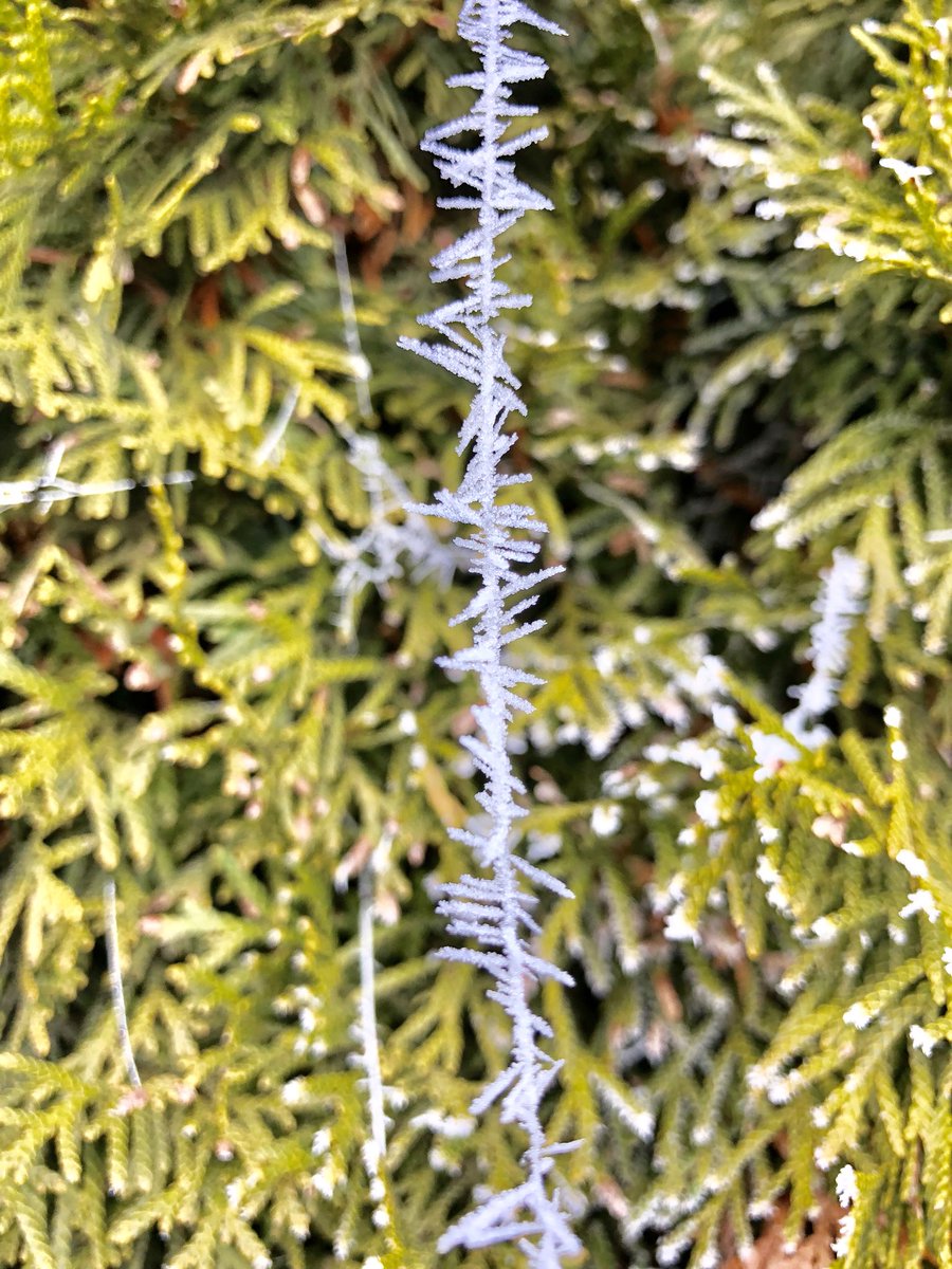 acrylicsticker's tweet photo. Mother nature‘s abstract artwork - a cobweb in Germany‘s cold winter @acrylicsticker #nature #photography #acrylicskinsticker #abstractart #cobweb
#instaart #photoart #artistsofinstagram #photosofwinter #coldwinter #coldwinterchallenge
#coldwinterday #icephotography #macroart https://t.co/g5g86t22Id