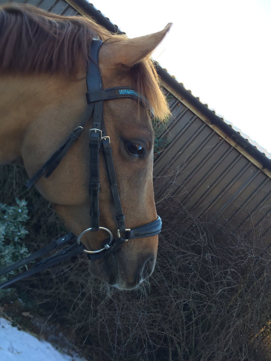 Paddy wearing his stunning  <a href="/StampedeEq/">StampedeEquestrian</a> browband 😍