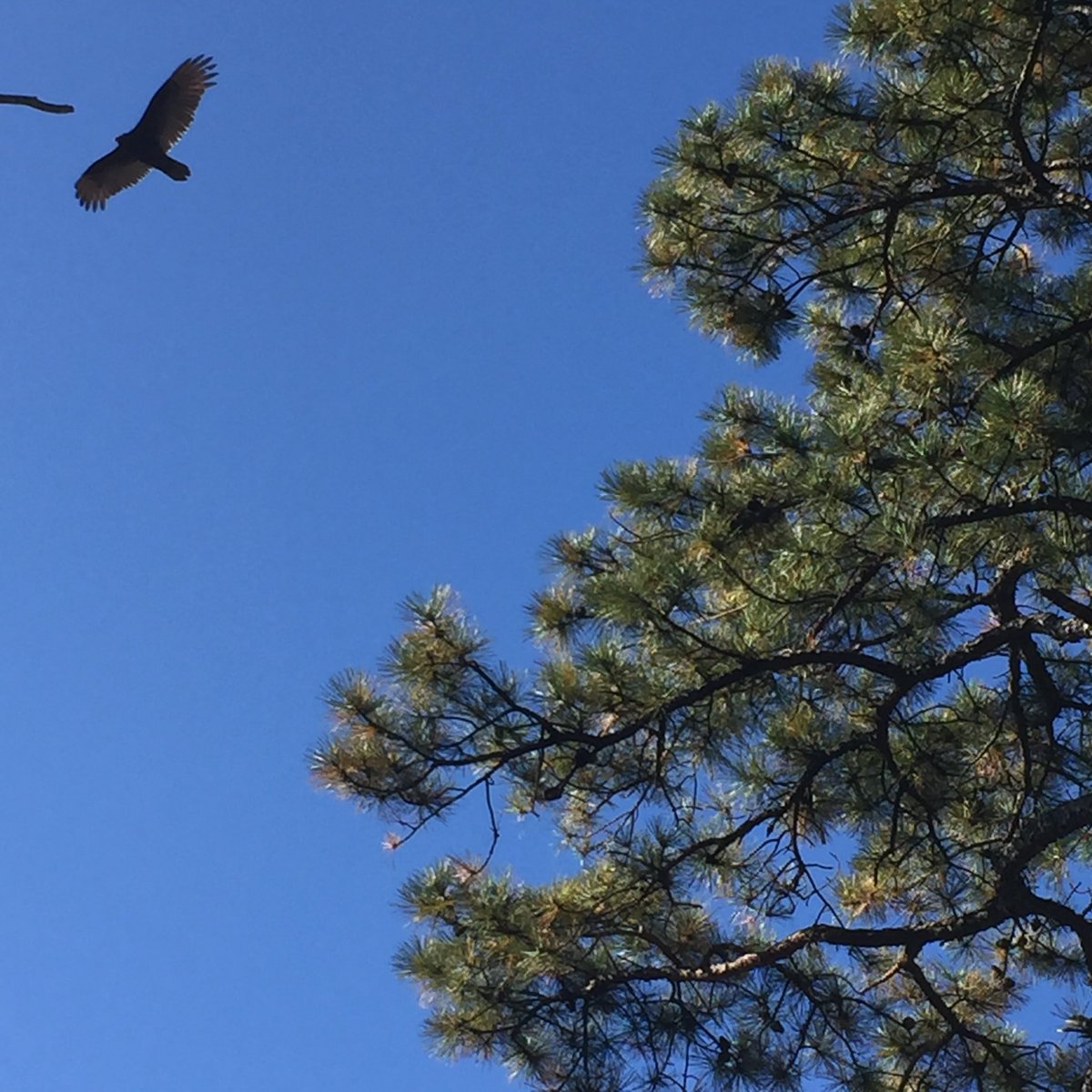 rough_david's tweet photo. Are you soaring like an eagle in the sky? Or is that a vulture? The choice is yours! https://t.co/2sPVGJm196