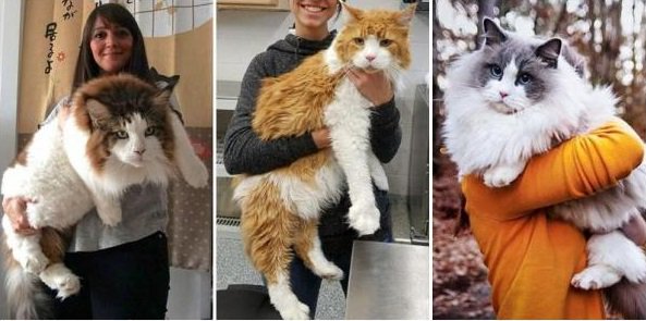 5 World's Largest Cat Breeds That Actually Exist #breed #breedingcats #breeds #cat #catbreed #CatBreeds #cats #cutecats #funnycats #funnycutecats #LargestCat #LargestCatBreed #LargestCatBreeds funnycutecats.net/5-worlds-large…